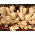New Crop Chinese Fresh Ginger in 2015 with High Quality